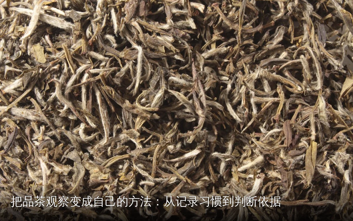 把品茶观察变成自己的方法：从记录习惯到判断依据